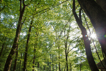 Soderasen national park in Azerbaijan Ismayilli .beautiful green forest in spring . Green thin trees in forest. One old moss covered beech tree among several younger ones in a beech forest.