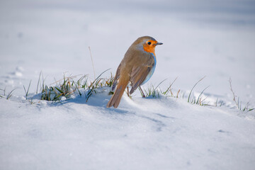 European Robin Bird (erithacus rubecula) standing on snow in winter
