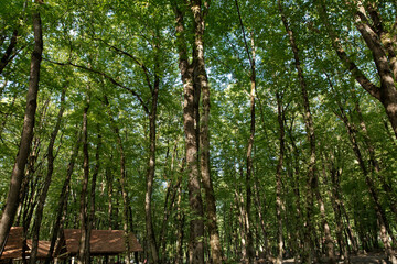 Obraz premium Soderasen national park in Azerbaijan Ismayilli .beautiful green forest in spring . Green thin trees in forest. One old moss covered beech tree among several younger ones in a beech forest.