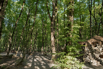 Fototapeta premium Soderasen national park in Azerbaijan Ismayilli .beautiful green forest in spring . Green thin trees in forest. One old moss covered beech tree among several younger ones in a beech forest.