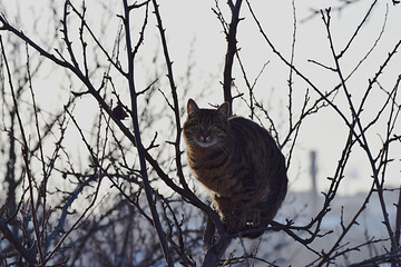 Cat on a thin branch at the top of a tree.