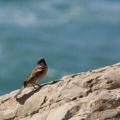 A curious sparrow basking in the sun