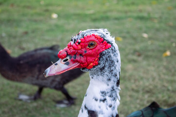 close up of duck face