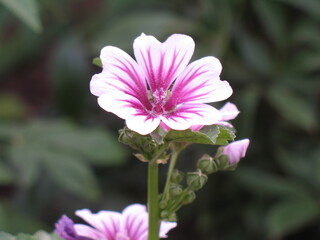 pink and white flower