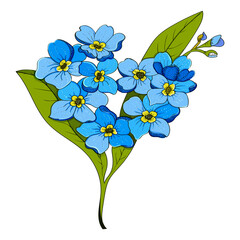 Sketch floral botany, color illustration.