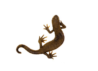 Common newt isolated on white