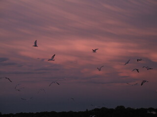 birds flying in the sunset