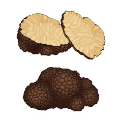 Whole and Sliced Truffle as Fruiting Body of Subterranean Ascomycete Fungus Vector Set