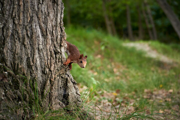 Squirrel clinging to a forest tree trunk