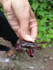 lizard in hand