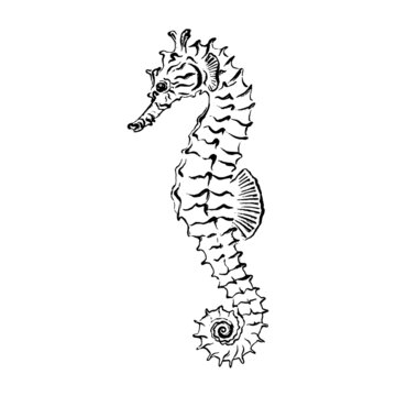 Seahorse. Black ink brush texture. Vector illustration