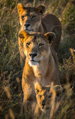 Two female lions (panthera leo melanochaita) in Serengeti National Park, Tanzania - obrazy, fototapety, plakaty