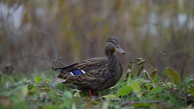 a quacking duck sits in the bushes on a cloudy day