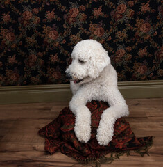 White standard poodle poses with paws resting on footstool covered with antique burgundy shawl, against Victorian-style background. 