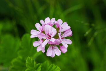 Pink Rose Geranium - Pelargonium graveolens, beautiful scent of roses when crushed, blooms in spring.