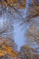 Light and shadow on dry leaves in autumn