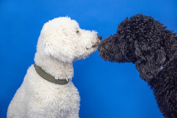 One black, one white standard poodles greet each other by nuzzling each other's noses, isolated against bright blue background. 