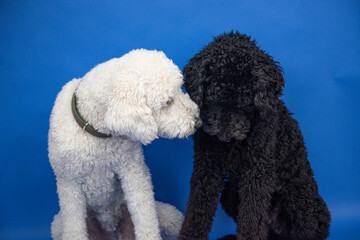 Black and white standard poodles nuzzle each other's nose and mouth, sitting against bright blue background. 
