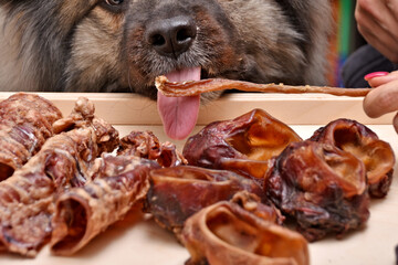 fluffy beautiful dog gets a dried meat treat