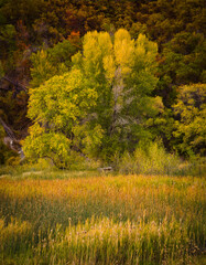 autumn in the woods, Fall season, Fall leaves