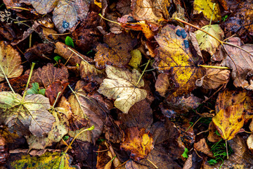 A full frame view of leaves on the ground in autumn
