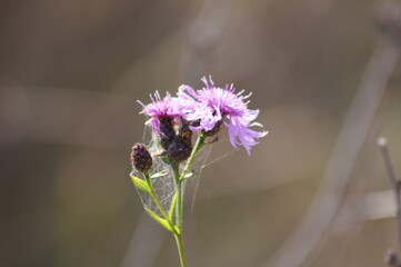 Spotted knapweed in bloom closeup view with blurred background