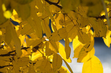 Autumnal golden english walnut leaves closeup view with selective focus on foreground