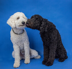 Black and white3 standard poodles nudging each other's nose sitting against bright blue background. 