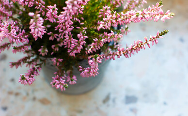Blurred pink common heather (Calluna vulgaris), shallow depth of field. Floral, flowers background.