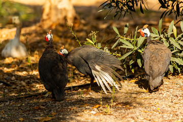 (Numididae) It is the subfamily of the Pheasant (Phasianidae) family with the name Numidinae.