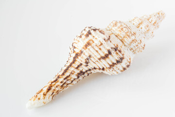 A beautiful sea shell
