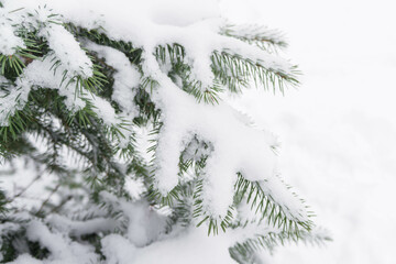 Spruce branches in the snow