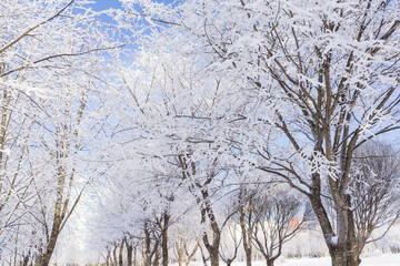 Fototapeta na wymiar Winter landscape in the Park