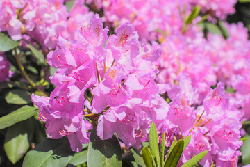 pink rhododendron flowers in the spring garden