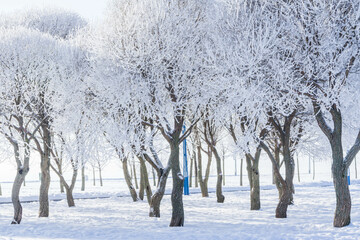 Winter landscape in the Park