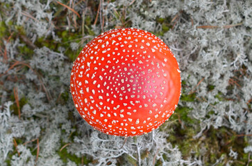 Red fly agaric mushroom