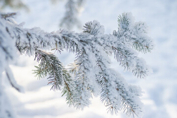 Close-up, tree branch in the snow