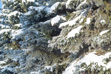 Fir tree branches in the snow