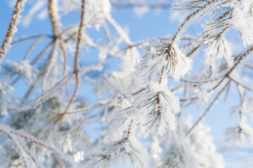 Close-up, tree branch in the snow