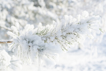 Close-up, tree branch in the snow