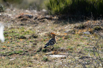 pheasant in the grass