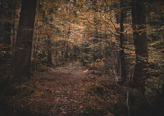 autumn in the forest