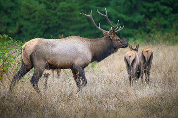 bull elk herding young