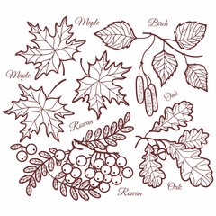 Fall Autumn leaves Hello autumn, mountain ash, maple, oak, birch fall leaves contour vector illustration set