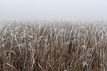 Frosty foggy morning.