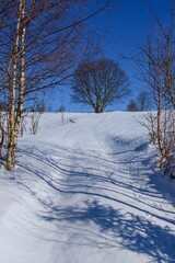 Beech in the winter landscape.