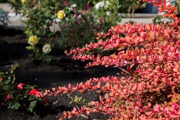 Autumn branches of barberry with red leaves on dark background