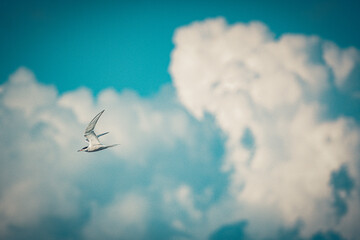 bird, sky and clouds