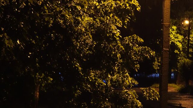 autumn, background, backlight, beautiful, black, branches, bright, brooding, christmas, city, color, colorful, design, drips, drizzling, fog, foliage, foothills, forest, gold, golden, green, haze, hol
