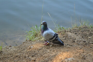a pigeon stands by the lake